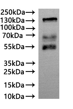 CSB-MP619082HU(A4) is detected by Mouse anti-6*His monoclonal antibody.