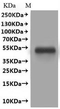 CSB-MP619083HU(A4)is detected by Mouse anti-GFP monoclonal antibody.