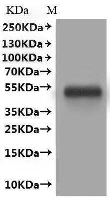 CSB-MP619083HU(A4)is detected by Mouse anti-GFP monoclonal antibody.