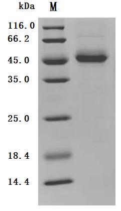 (Tris-Glycine gel) Discontinuous SDS-PAGE (reduced) with 5% enrichment gel and 15% separation gel.