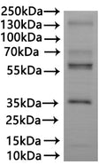 CSB-MP622766HU is detected by Mouse anti-6*His monoclonal antibody