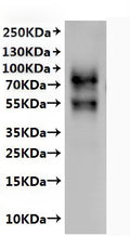 CSB-MP661031MOd7 detected by Mouse anti-6*His monoclonal antibody