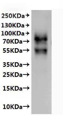 CSB-MP661031MOd7 detected by Mouse anti-6*His monoclonal antibody