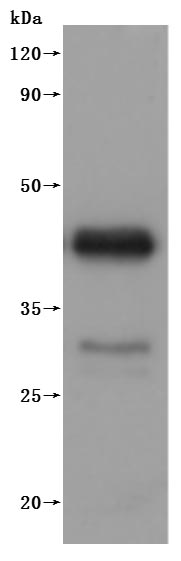 CSB-MP661636DO is detected by Mouse anti-6*His monoclonal antibody.