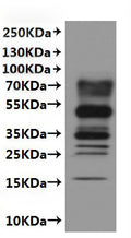 CSB-MP668869MO is detected by Mouse anti-6*His monoclonal antibody.