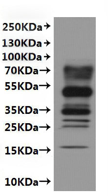 CSB-MP668869MO is detected by Mouse anti-6*His monoclonal antibody.