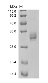 (Tris-Glycine gel) Discontinuous SDS-PAGE (reduced) with 5% enrichment gel and 15% separation gel.