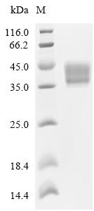 CSB-MP009316HU is detected by Mouse anti-6*His monoclonal antibody