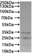 CSB-MP7352HU is detected by Mouse anti-6*His monoclonal antibody