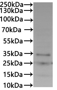 CSB-MP7352HU is detected by Mouse anti-6*His monoclonal antibody