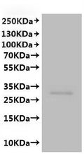 CSB-MP754160HU is detected by Mouse anti-6*His monoclonal antibody