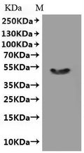 CSB-MP768757HU1 is detected by Mouse anti-6*His monoclonal antibody.