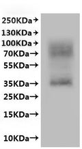 CSB-MP773043HU is detected by Mouse anti-6*His monoclonal antibody