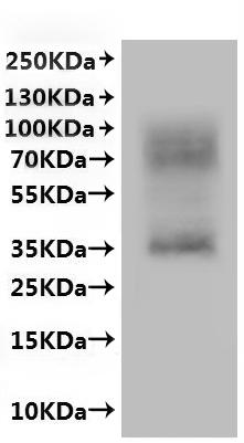 CSB-MP773043HU is detected by Mouse anti-6*His monoclonal antibody