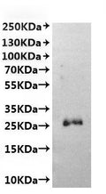 CSB-MP800387HEAA(F2) is detected by Mouse anti-6*His monoclonal antibody.