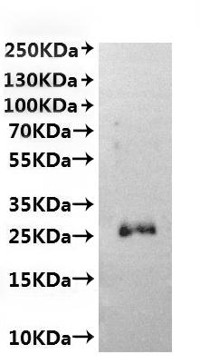 CSB-MP800387HEAA(F2) is detected by Mouse anti-6*His monoclonal antibody.