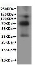 CSB-MP806933MO is detected by Mouse anti-6*His monoclonal antibody.
