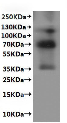 CSB-MP806933MO is detected by Mouse anti-6*His monoclonal antibody.