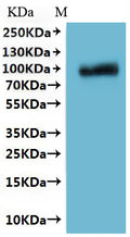 CSB-MP810349CSC is detected by Mouse anti-6*His monoclonal antibody.