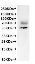 CSB-MP854119HU is detected by Mouse anti-6*His monoclonal antibody