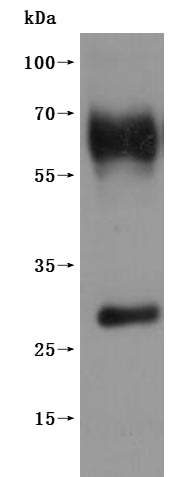 CSB-MP860774HU is detected by Mouse anti-6*His monoclonal antibody.(This tag can be tested only under denaturing conditions.)