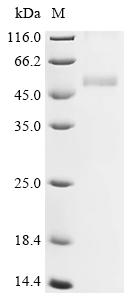 (Tris-Glycine gel) Discontinuous SDS-PAGE (reduced) with 5% enrichment gel and 15% separation gel.