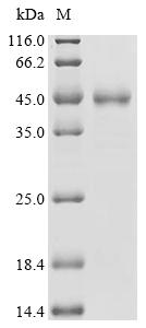(Tris-Glycine gel) Discontinuous SDS-PAGE (reduced) with 5% enrichment gel and 15% separation gel.