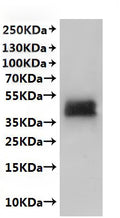 CSB-MP897445MO is detected by Mouse anti-6*His monoclonal antibody.