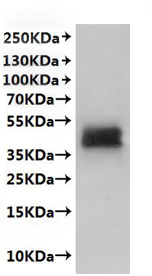 CSB-MP897445MO is detected by Mouse anti-6*His monoclonal antibody.