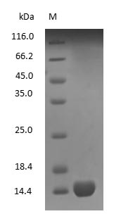 (Tris-Glycine gel) Discontinuous SDS-PAGE (reduced) with 5% enrichment gel and 15% separation gel.