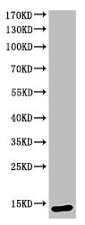 Western Blot analysis of KB cells using Cleaved-Caspase-3 p12 (D175) Polyclonal Antibody