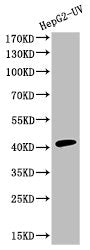 Western Blot analysis of HEPG2-UV cells using Cleaved-Caspase-9 (D353) Polyclonal Antibody