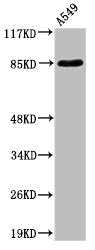 Western Blot analysis of A549 cells using ADAM10 Polyclonal Antibody