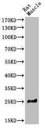 Western Blot analysis of RAT-MUSLE cells using BID Polyclonal Antibody