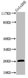 Western Blot analysis of COLO205 cells using Caspase-14 Polyclonal Antibody