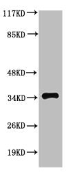 Western Blot analysis of COS7 cells using Caspase-3 Polyclonal Antibody