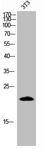 Western Blot analysis of 3T3 cells using Cleaved-Caspase-4 p20 (Q81) Polyclonal Antibody