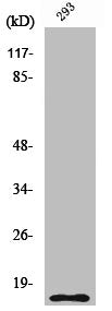 Cleaved-CASP5 (S331) Antibody – Figure 1 of 1