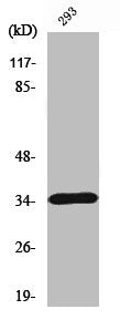 Western Blot analysis of A549 cells using Caspase-7 Polyclonal Antibody