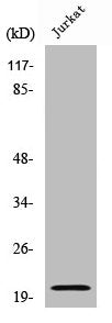 Cleaved-CASP7 (D198) Antibody – Figure 1 of 1