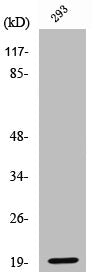 Cleaved-BAD (D71) Antibody – Figure 1 of 1