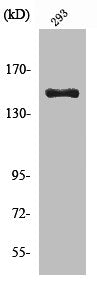 Western Blot analysis of 293 cells using Cleaved-COL4A3 (L1425) Polyclonal Antibody