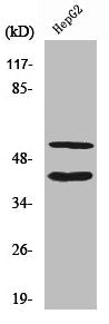 Western Blot analysis of HepG2 cells using Cleaved-MMP-10 (F99) Polyclonal Antibody