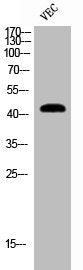 Western Blot analysis of VEC cells using Cleaved-MMP-12 (G106) Polyclonal Antibody