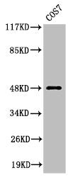 Western Blot analysis of COS7 cells using Cleaved-MMP-27 (Y99) Polyclonal Antibody
