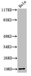 Western Blot analysis of HeLa cells using Cleaved-Thrombin APII (R327) Polyclonal Antibody