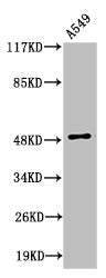 Western Blot analysis of A549 cells using Cleaved-Factor X/ Factor X LC (A41) Polyclonal Antibody