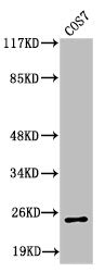 Western Blot analysis of COS7 cells using Cleaved-Integrin α7 LC (E959) Polyclonal Antibody