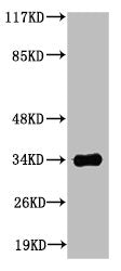 CASP6 Antibody – Figure 1 of 1