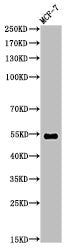 Western Blot analysis of MCF7 cells using Di-Methyl-p53 (K370) Polyclonal Antibody
